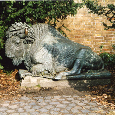 Liegender Bison