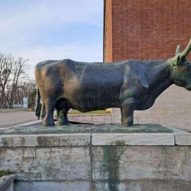 Stier und Kuh