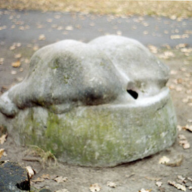 Schildkrötengruppe