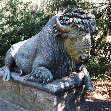 Liegender Bison
