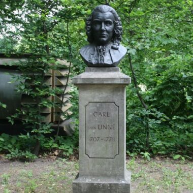 Büstendenkmal Carl von Linné